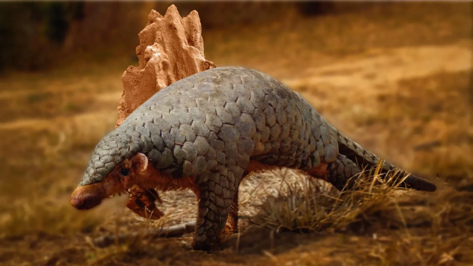 a pangolin collected in 1836 just revealed a hidden species An animal that has sat dead in a collection since 1836 has finally settled a dispute over what to call one of the most heavily trafficked mammals on the planet.