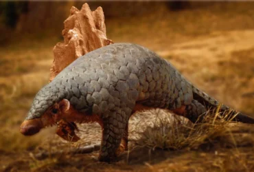 a pangolin collected in 1836 just revealed a hidden species An animal that has sat dead in a collection since 1836 has finally settled a dispute over what to call one of the most heavily trafficked mammals on the planet.