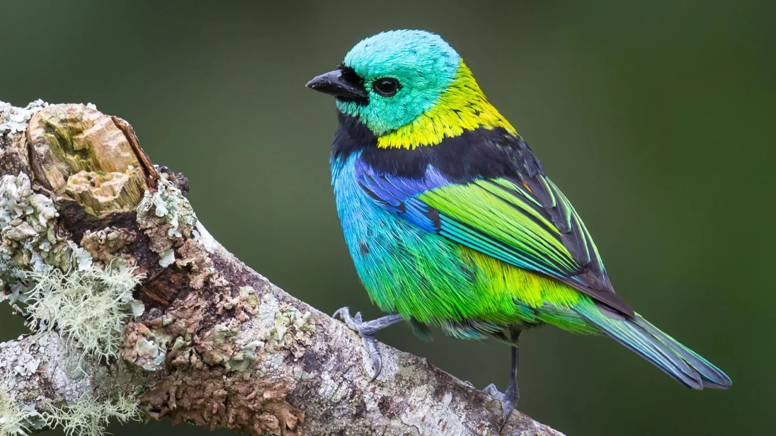 ai measured 15000 museum bird skeletons and rewrote how we picture evolutions pace Roughly 45 seconds. That's how long a computer needs to measure the skeleton of a single dead songbird, and that one number carries more weight in this study than almost any other detail — it's what converted a century-old argument among researchers into a question you can finally answer with data.