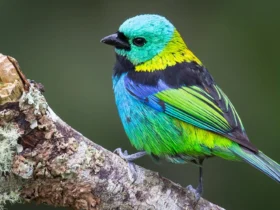ai measured 15000 museum bird skeletons and rewrote how we picture evolutions pace Roughly 45 seconds. That's how long a computer needs to measure the skeleton of a single dead songbird, and that one number carries more weight in this study than almost any other detail — it's what converted a century-old argument among researchers into a question you can finally answer with data.