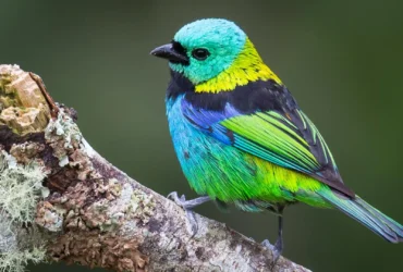ai measured 15000 museum bird skeletons and rewrote how we picture evolutions pace Roughly 45 seconds. That's how long a computer needs to measure the skeleton of a single dead songbird, and that one number carries more weight in this study than almost any other detail — it's what converted a century-old argument among researchers into a question you can finally answer with data.