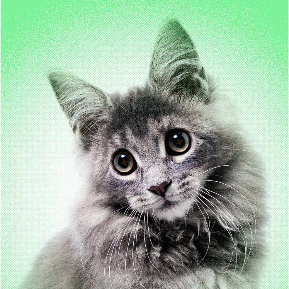 Image may contain Animal Cat Mammal Pet and Kitten