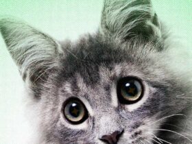 that heartwarming animal clip in your feed assume its fake 2026 In April, Mibbby Butler believed Brooklyn had finally turned up. A stranger texted her a photo of the cat perched on a kitchen counter, cradled in a girl's arms &mdash; four days after her roommate's boyfriend allegedly took him and abandoned him a half-hour away in the Los Angeles suburbs.