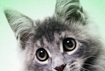 that heartwarming animal clip in your feed assume its fake 2026 In April, Mibbby Butler believed Brooklyn had finally turned up. A stranger texted her a photo of the cat perched on a kitchen counter, cradled in a girl's arms &mdash; four days after her roommate's boyfriend allegedly took him and abandoned him a half-hour away in the Los Angeles suburbs.