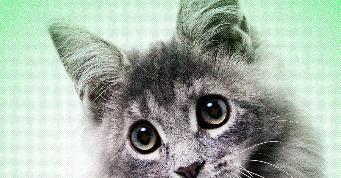 that heartwarming animal clip in your feed assume its fake 2026 In April, Mibbby Butler believed Brooklyn had finally turned up. A stranger texted her a photo of the cat perched on a kitchen counter, cradled in a girl's arms &mdash; four days after her roommate's boyfriend allegedly took him and abandoned him a half-hour away in the Los Angeles suburbs.